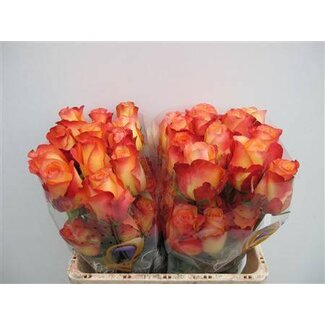 Freshy Roses “Encanto” size LL | Colour: Red | Length ± 50 centimetre | Per 25 roses