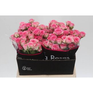 Freshy Rose en grappes néerlandaise “Tralala” | Couleur: Rose | Longueur ± 40 centimètre | Par 20 roses