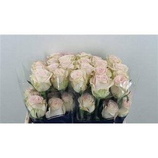 Freshy Roses “Happy Bride” size LL | Colour: Pink | Length ± 50 centimetres | Per 25 roses