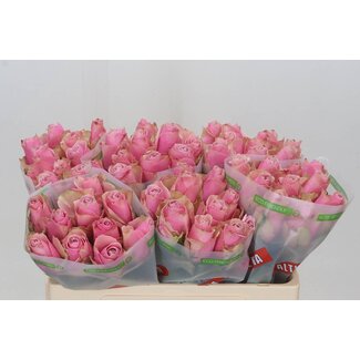 Freshy Rosen “Athena Royale” | Farbe: Rosa | Länge ± 50 centimeter | Pro 20 Rosen