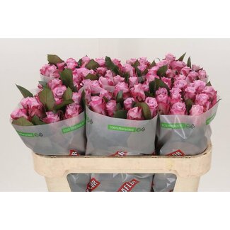 Freshy Roses “Maritim” | Couleur: Violet | Longueur ± 70 centimeter | Par 20 roses