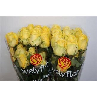 Freshy Rozen “Minion Rose” maat LL | Kleur: Geel | Lengte ± 50 centimeter | Per 25 rozen