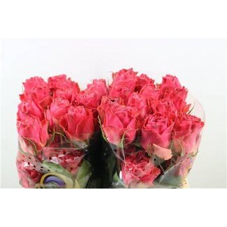 Freshy Rozen “Hot Carpediem” maat LL | Kleur: Roze | Lengte ± 50 centimeter | Per 25 rozen