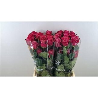 Freshy Rozen “Barista” maat LL | Kleur: Roze | Lengte ± 60 centimeter | Per 25 rozen