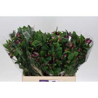Freshy Short Alstroemeria “Carline” | Colour: Purple | Length ± 60 centimeter | Per 20 stems fresh flowers
