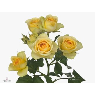 Freshy Trosroos “Bandolero” | Kleur: Geel | Lengte ± 50 centimeter | Per 10 rozen