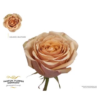 Freshy Roses “Premium Golden Mustard” | Colour: Brown | Length ± 50 centimeter | Per 12 roses