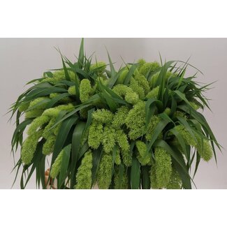 Freshy Setaria Italica Puschelhirse Vollmilch | Farbe: Grün | Länge ± 80 centimeter | Pro 50 Stiele