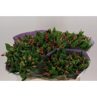 Freshy Alstroemeria “Bubblicious” | Farbe: Rosa | Länge ± 75 centimeter | Pro 10 Stielen frische Blumen