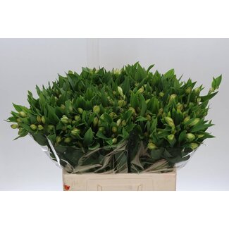 Freshy Courte Alstroemère Incalelie “White Swan” | Couleur: Blanc | Longueur ± 60 centimeter | Par 20 tiges de fleurs fraîches