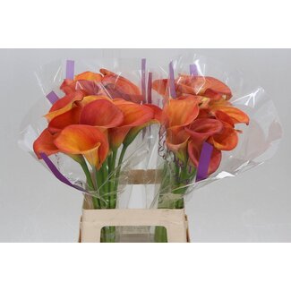 Freshy Zantedeschia Calla “Orange Pride” | Colour: Orange | Length ± 65 centimetre | Per 10 fresh flowers