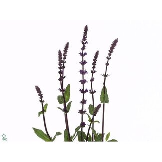 Freshy Salvia Nemorosa Salie “Caradonna” | Kleur: Blauw | Lengte ± 65 centimeter | Per 50 stelen verse bloemen