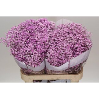 Freshy Gypsophila Baby's breath “Lila” Colour-treated | Colour: Purple | Length ± 75 centimetre | Per 25 stems fresh flowers