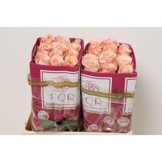 Freshy Rose à grandes fleurs “Shimmer” | Couleur: Rose | Longueur ± 50 centimeter | Origine Équateur | Par 25 roses fraîches