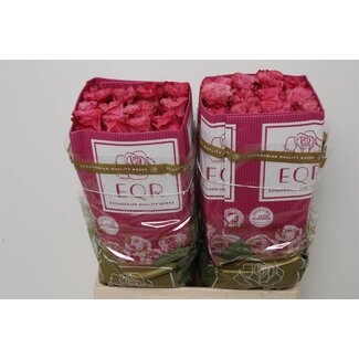 Freshy Rose à grandes fleurs “Country Blues” | Couleur: Rose | Longueur ± 60 centimeter | Origine Ecuador | Par 25 roses fraîches