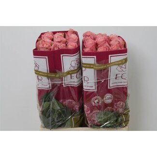 Freshy Large-flowered Rose “Hermosa” | Colour: Pink | Length ± 60 centimeter | Origin Ecuador | Per 25 fresh roses