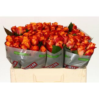 Freshy Rosen “Mariyo” | Farbe: Orange | Länge ± 50 centimeter | Pro 20 Rosen