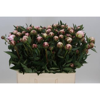 Freshy Paeonia Peony L “Sarah Bernhardt” Branched | Colour: Purple | Length ± 60 centimetre | Per 20 fresh peonies