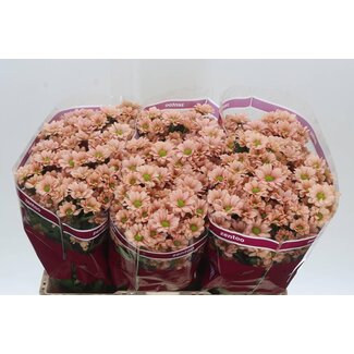 Freshy Chrysanthemum Chrysanthemum Santini “Babette” | Colour: Pink | Length ± 55 centimetre | Per 25 stems fresh flowers
