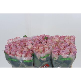 Freshy Roses “Memory Lane” | Colour: Pink | Length ± 50 centimetre | Per 20 roses