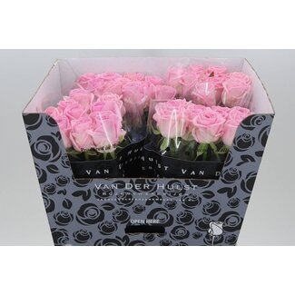 Freshy Roses “Zaina” | Colour: Pink | Length ± 70 centimetre | Per 20 roses
