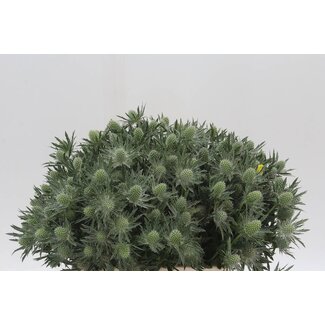 Freshy Eryngium Cross thistle “Sirius Questar” | Colour: Grey | Length ± 40 centimetre | Per 20 stems fresh flowers