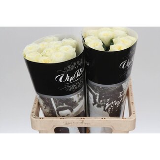 Freshy Roses “Paradise White” | Couleur: Blanc | Longueur ± 60 centimeter | Par 20 roses