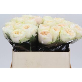 Freshy Roses “Wedding Chapel” | Colour: Pink | Length ± 70 centimetre | Per 20 roses