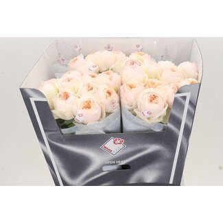 Freshy Rozen “Emma Woodhouse” | Kleur: Roze | Lengte ± 70 centimeter | Per 20 rozen