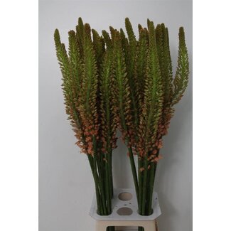Freshy Eremurus Naald van Cleopatra | Kleur: Oranje | Lengte ± 110 centimeter | Per 10 verse bloemen