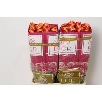 Freshy Rose à grandes fleurs "Silantoi" | Couleur: Orange | Longueur ± 60 centimeter | Origine Équateur | Par 25 roses fraîches