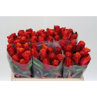 Freshy Rosen “Espana” | Farbe: Gelb Oranje | Länge ± 50 centimeter | Pro 20 Rosen