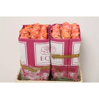 Freshy Large-flowered Rose “Coral Reef” | Colour: Pink | Length ± 50 centimeter | Origin Ecuador | Per 25 fresh roses