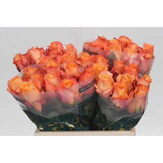 Freshy Roses “Monalisa” | Colour: Orange | Length ± 40 centimetre | Per 20 roses