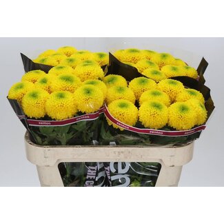 Freshy Deco Chrysanthemum Chrysanthemum “Brasiliana” | Colour: Yellow | Length ± 70 centimeter | Per 10 fresh flowers