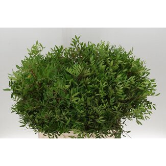 Freshy Pistacia Long Green | Colour: Green | Length ± 60 centimetre | Per 5 bunches