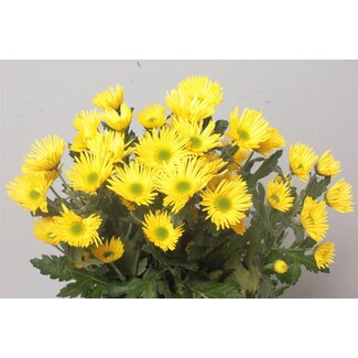 Freshy Troschrysantheme Chrysantheme “Korona” | Farbe: Gelb | Länge ± 70 centimeter | Pro 10 Stielen frische Blumen