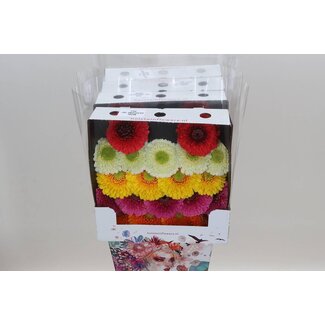 Freshy Gerbera Pomponi Mi Aqua | Colour: Mixed Colours | Length ± 50 centimeter | Per 20 fresh flowers