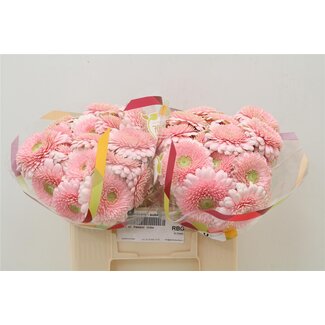 Freshy Germini Mini Gerberas Pomponi Aqua “Panucci” | Colour: Pink | Lengte ± 50 centimeter | Per 20 fresh flowers