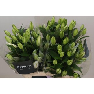 Freshy Lelie Oriental Double Aqua “Anouska” | Kleur: Wit | Lengte ± 90 centimeter | Per 10 stelen verse bloemen