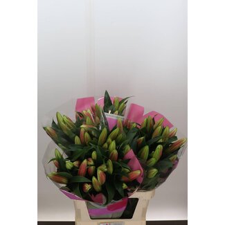 Freshy Lily Oriental Aqua x Trumpet Lily “Tabledance” | Colour: Pink | Length ± 85 centimetre | Per 10 stems fresh flowers