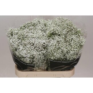 Freshy Gypsophila Paniculata Baby's breath “Million Star” | Colour: White | Length ± 80 centimetre | Origin Ecuador | Per 25 stems fresh flowers