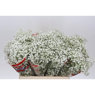 Freshy Gypsophila Paniculata Gipskruid “Xlence” | Kleur: Wit | Lengte ± 60 centimeter | Per 25 stelen verse bloemen