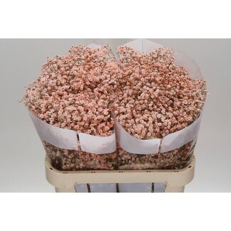 Freshy Gypsophila Schleierkraut Farbbehandelt | Farbe: Lachsfarben | Länge ± 75 centimeter | Pro 25 Stiele frische Blumen