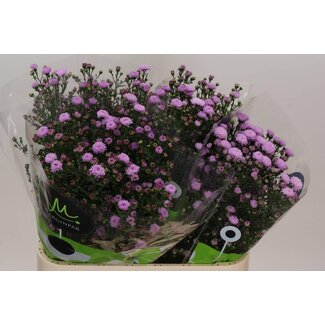 Freshy New Dutch Aster Novi-Belgii “Double Date Pink” | Colour: Purple Pink | Length ± 80 centimeter | Per 25 stems fresh flowers