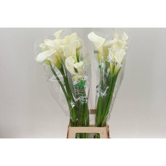 Freshy Zantedeschia Calla “Colombe de la Paix” | Kleur: Wit | Lengte ± 90 centimeter | Per 5 verse bloemen