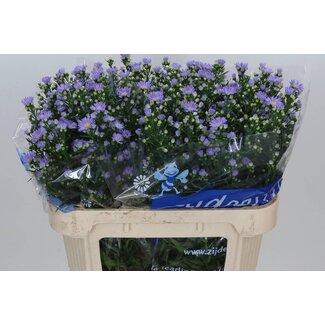 Freshy Aster “Cassandra” | Colour: Purple | Length ± 75 centimeter | Per 25 stems fresh flowers