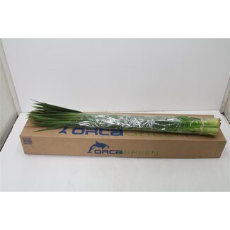 Freshy Lisdodde Typha | Kleur: Groen | Lengte ± 90 centimeter | Per 5 bossen