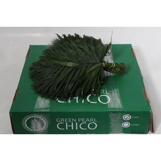 Freshy Chamaedorea Zwergpalme “Chico” | Farbe: Grün | Länge ± 37 centimeter | Pro 5 Büschel