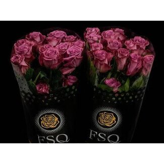 Freshy Large-flowered Rose “Piacere” | Colour: White Pink | Length ± 50 centimeter | Origin Ecuador | Per 20 fresh roses